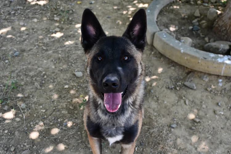 Oxo, male Belgian Malinois for adoption at SPA Perpignan, Perpignan