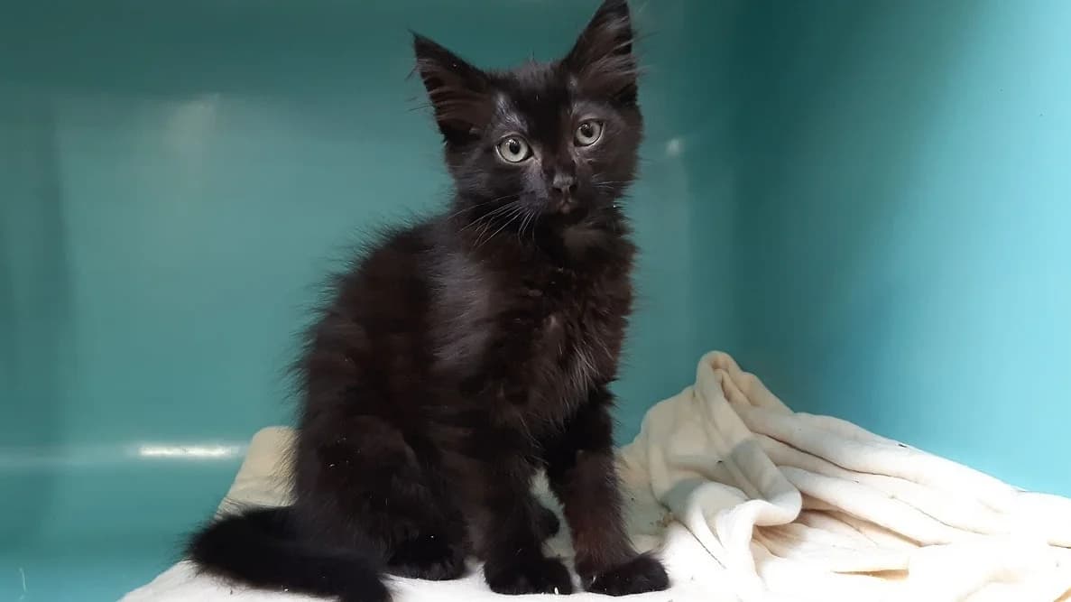 Marmoset "en cours d'adoption", female Mixed Breed for adoption at SPA Perpignan, Perpignan