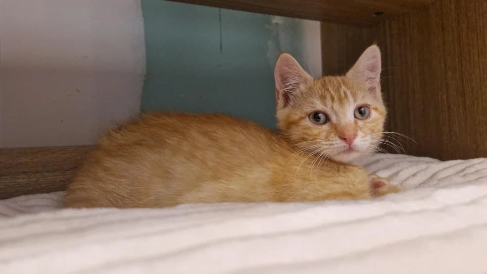 Gota "en cours d'adoption", female Mixed Breed for adoption at SPA Perpignan, Perpignan