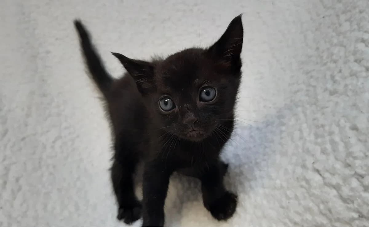 Vinyle(en cours d adoption), male puppy Mixed Breed for adoption at SPA Perpignan, Perpignan