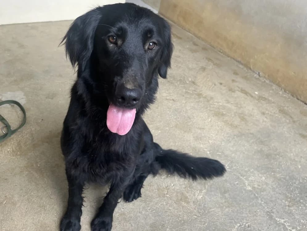 Nala (en cours d'adoption), female 3yo Labrador Retriever for adoption at SPA Perpignan, Perpignan