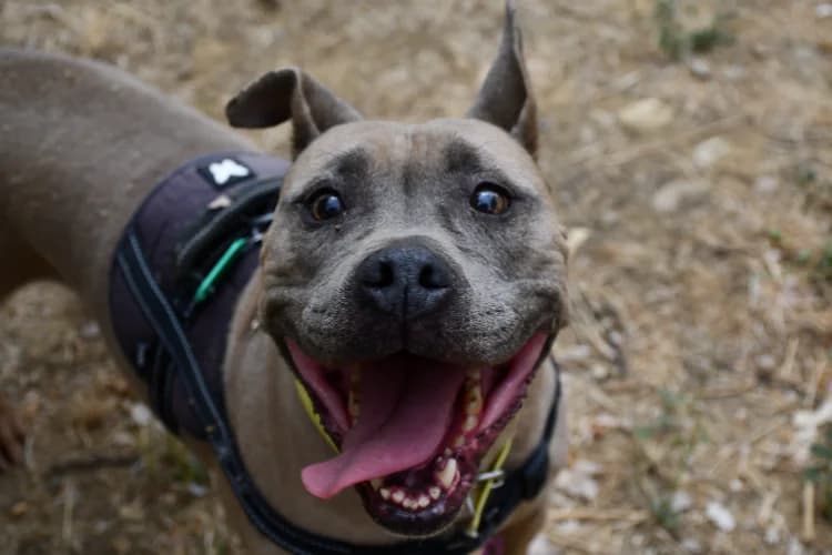Mena, female senior mixed breed for adoption at SPA Perpignan, Perpignan