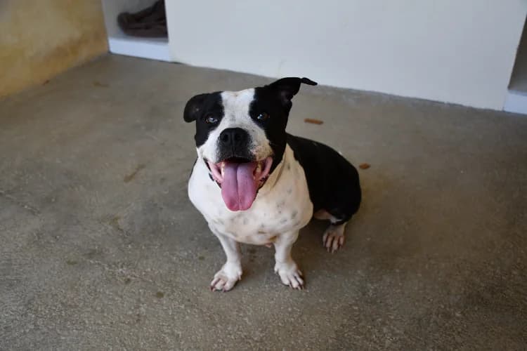 Lexis, female 3yo mixed breed for adoption at SPA Perpignan, Perpignan
