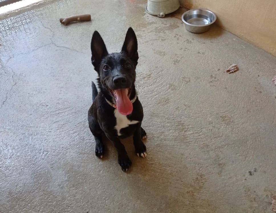 Hermes, male puppy Mixed Breed for adoption at SPA Perpignan, Perpignan