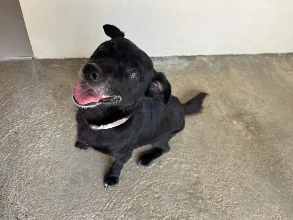 MUSE, female senior Mixed Breed for adoption at SPA Perpignan, Perpignan