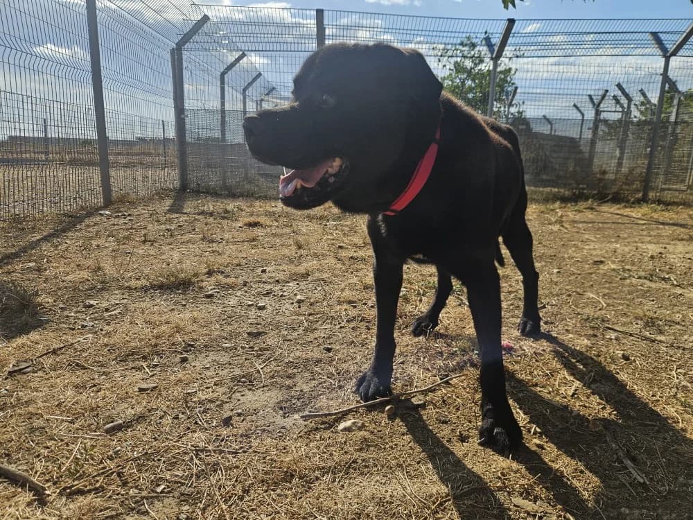 Hugo, male senior Mixed Breed for adoption at SPA Perpignan, Perpignan