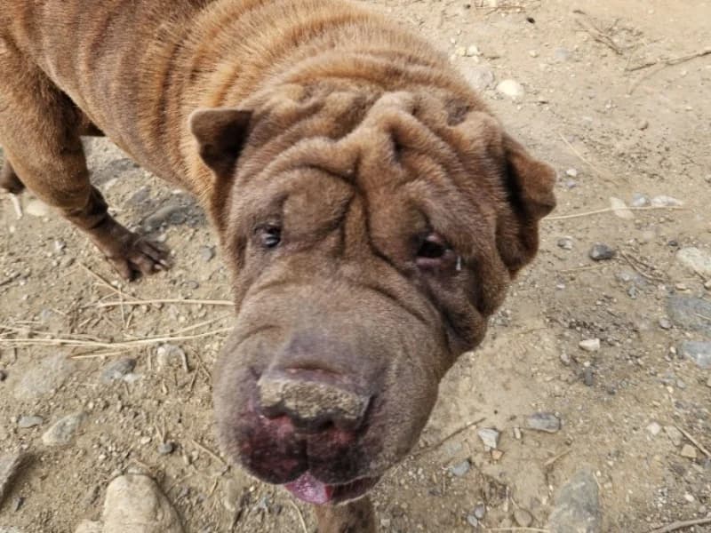 Nikita, female senior Shar Pei for adoption at SPA Perpignan, Perpignan