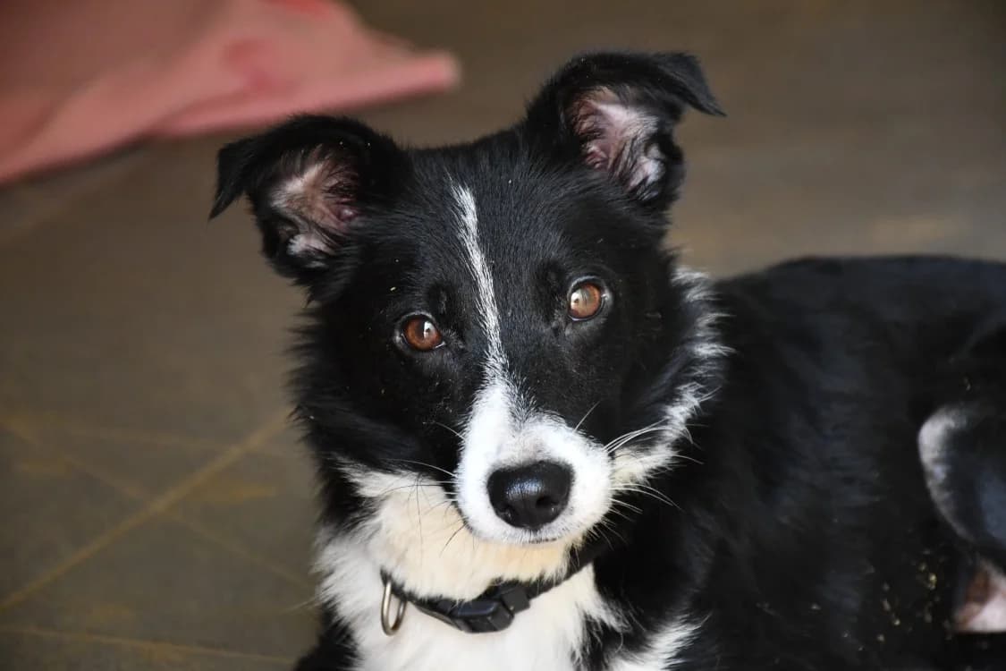 Bianca, female 3yo Border Collie for adoption at SPA Perpignan, Perpignan