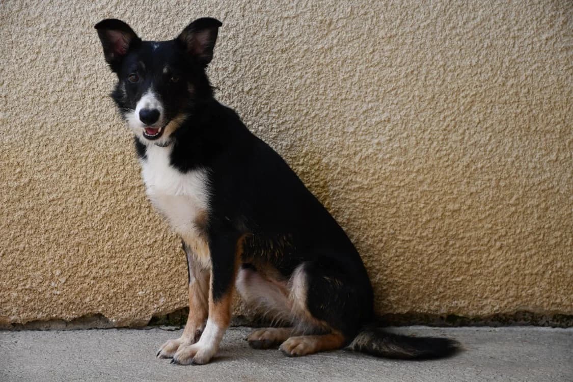 bounty, female 6yo Border Collie for adoption at SPA Perpignan, Perpignan