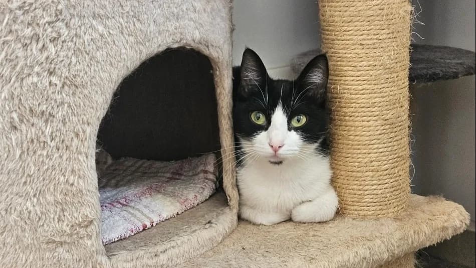 Pim's (En cours d'adoption), female young Mixed Breed for adoption at SPA Perpignan, Perpignan