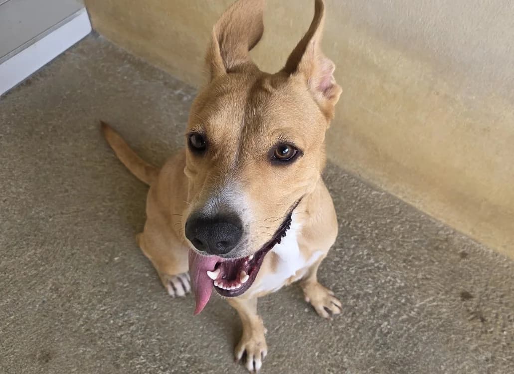 Juliette, female young mixed breed for adoption at SPA Perpignan, Perpignan