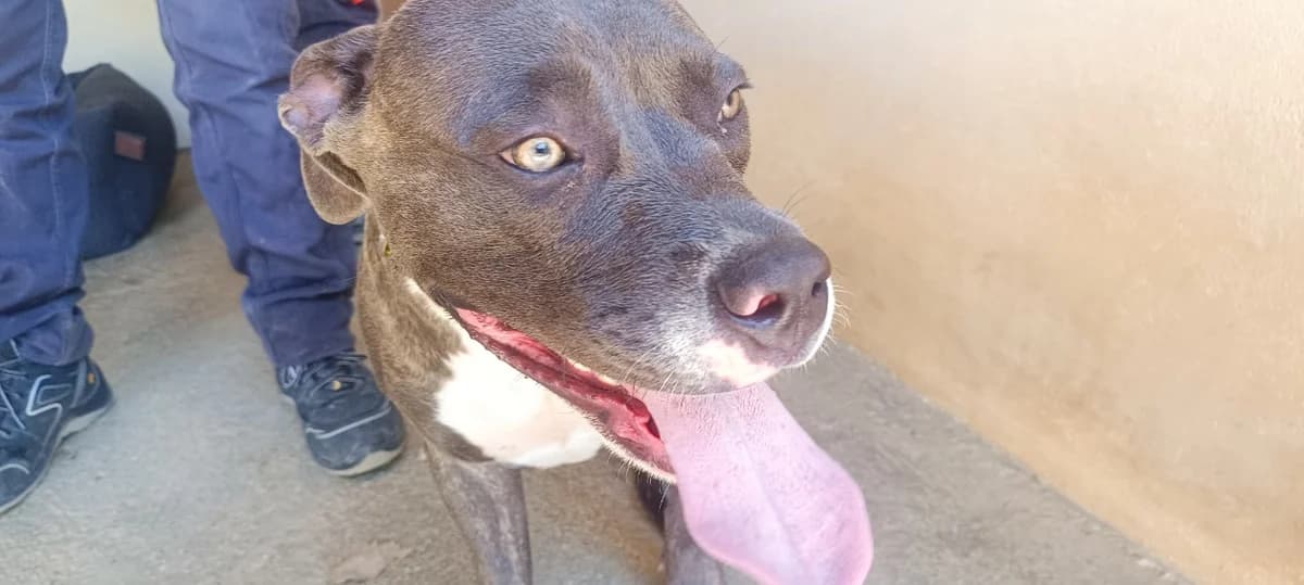 ZOYA, female Mixed Breed for adoption at SPA Perpignan, Perpignan