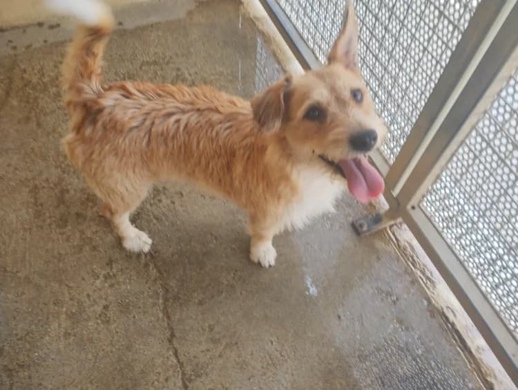 Mouki (en cours d'adoption), female 5yo Cairn Terrier for adoption at SPA Perpignan, Perpignan