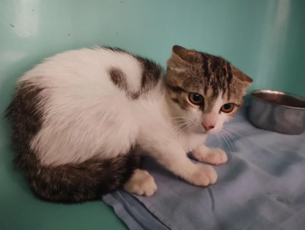 Mars "en cours d'adoption", male Mixed Breed for adoption at SPA Perpignan, Perpignan
