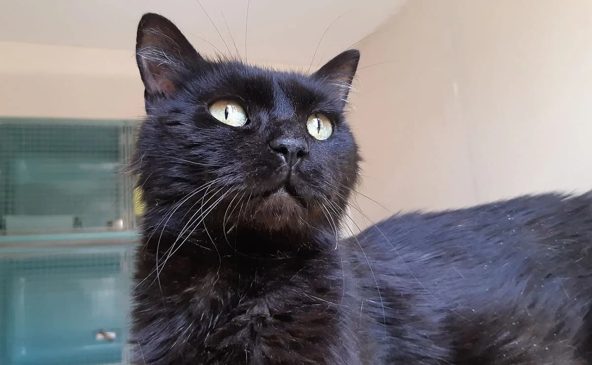 Miip, male 5yo Mixed Breed for adoption at SPA Perpignan, Perpignan