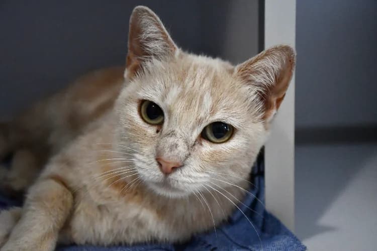 Mams (en cours d'adoption), female young Mixed Breed for adoption at SPA Perpignan, Perpignan