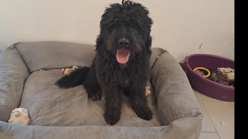 Kakou, male young Mixed Breed for adoption at SPA Perpignan, Perpignan
