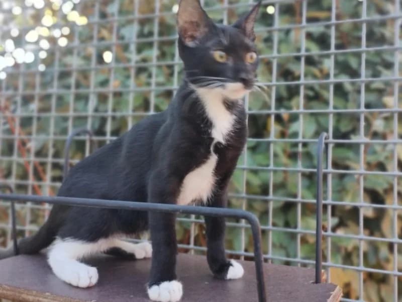 blacky (en cours d'adoption), male Mixed Breed for adoption at SPA Perpignan, Perpignan