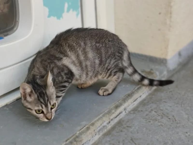 Leo (en cours d'adoption), male mixed breed for adoption at SPA Perpignan, Perpignan