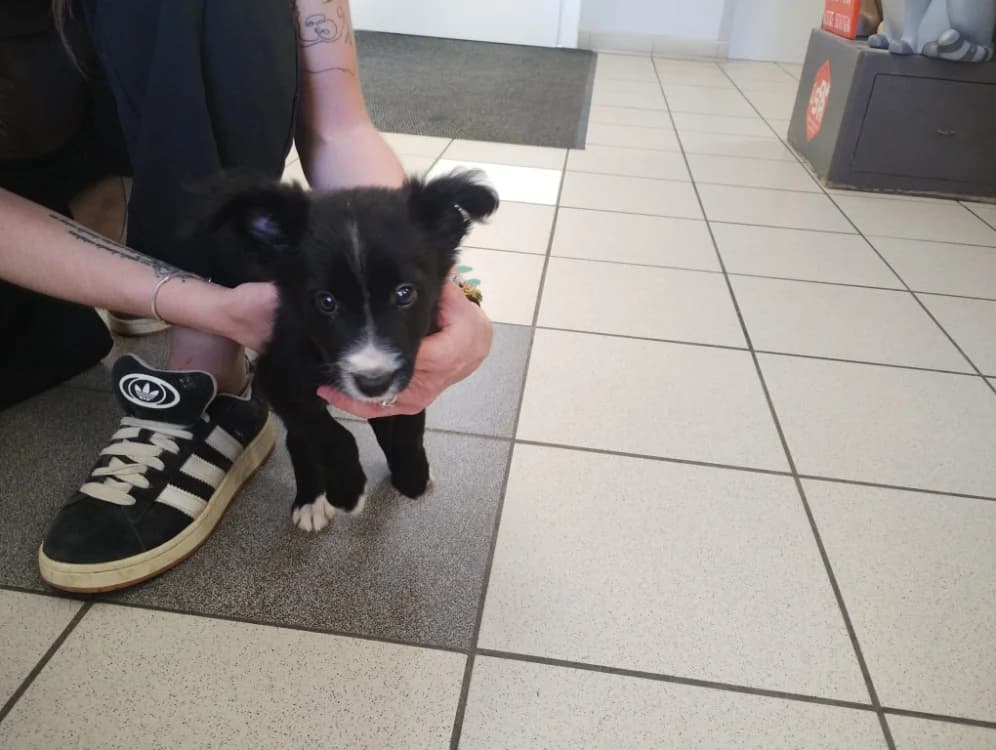 Gandja, male Border Collie for adoption at SPA Perpignan, Perpignan