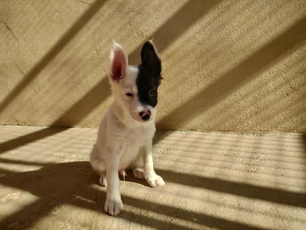 Bali, male Border Collie for adoption at SPA Perpignan, Perpignan