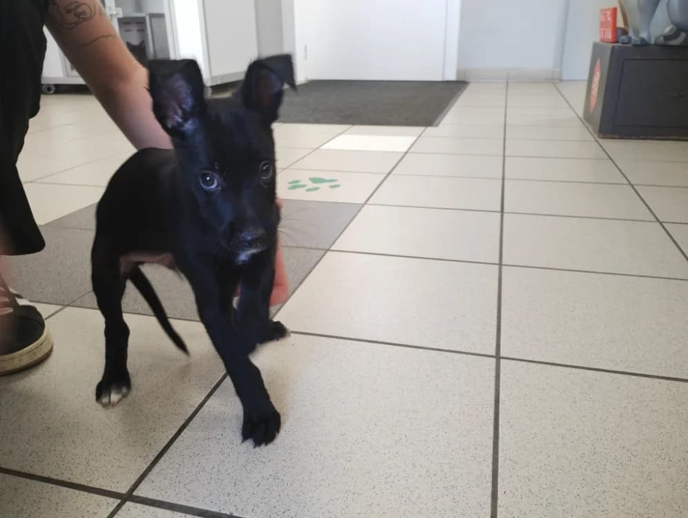 Bandit, male Border Collie for adoption at SPA Perpignan, Perpignan