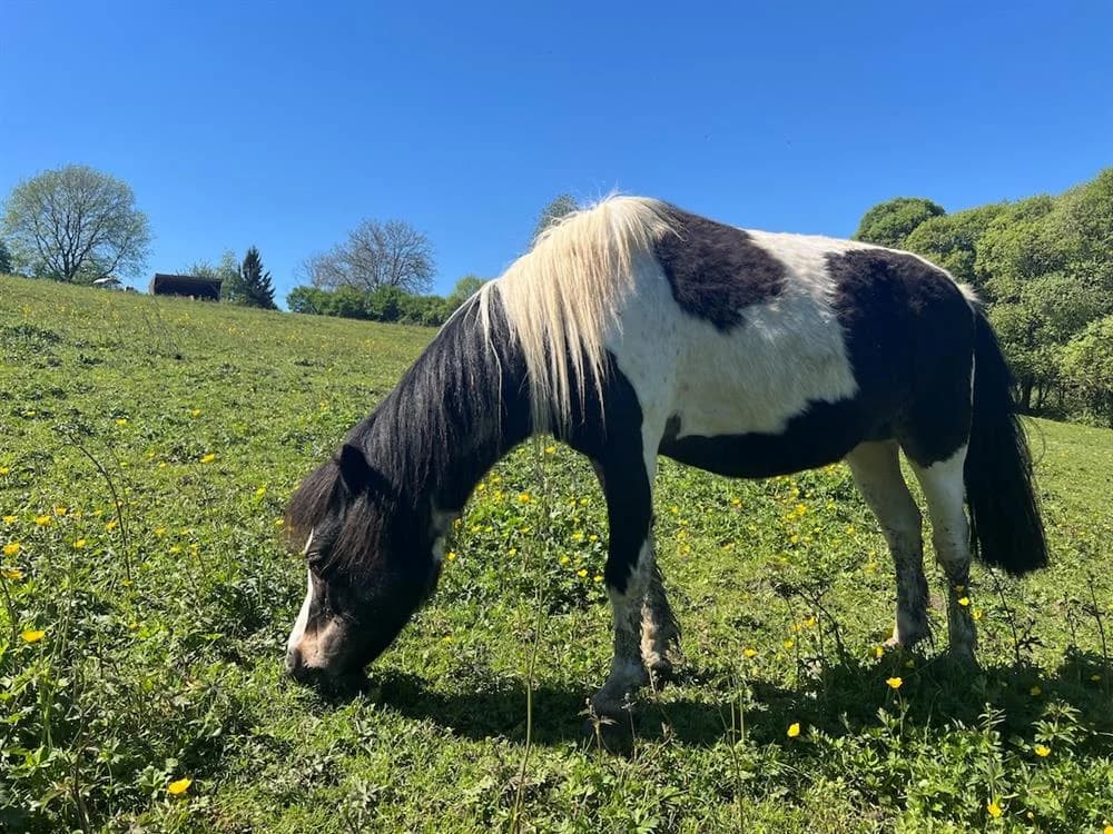 MILKY, female mixed breed for adoption at SPA Grand Refuge de Pervenchères, Pervencheres