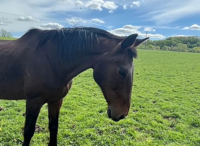 MONTECRISTO, male mixed breed for adoption at SPA Grand Refuge de Pervenchères, Pervencheres