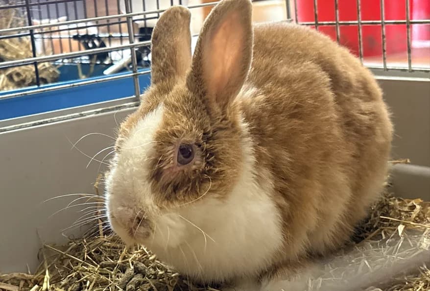 CAPITAINE MOUSTACHE, male Mixed Breed for adoption at SPA Grand Refuge de Pervenchères, Pervencheres