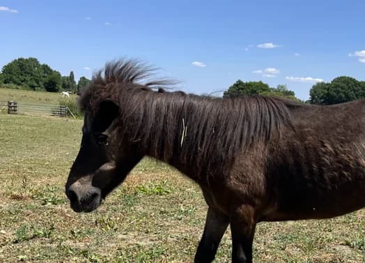 NUIT, female senior Mixed Breed for adoption at SPA Grand Refuge de Pervenchères, Pervencheres