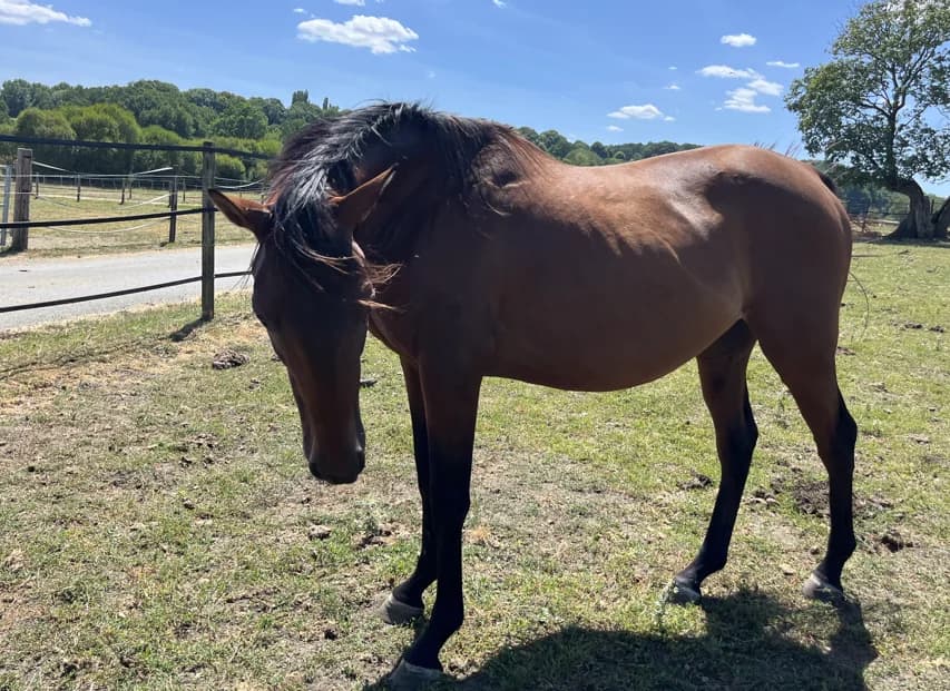 NYONG DE BELNOE, male 3yo Mixed Breed for adoption at SPA Grand Refuge de Pervenchères, Pervencheres