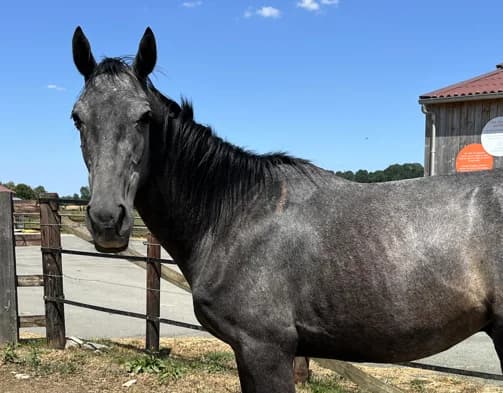 NAKURU DE BELNOE, male 3yo Mixed Breed for adoption at SPA Grand Refuge de Pervenchères, Pervencheres
