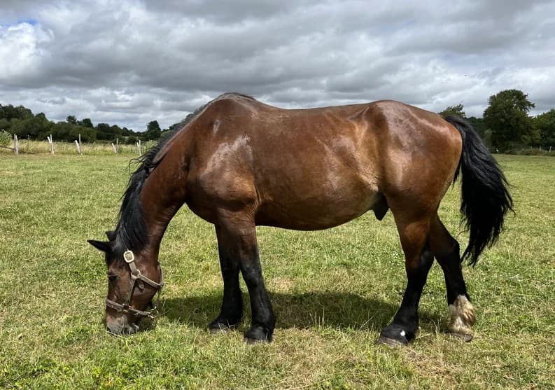 PRINCE 234, male senior Mixed Breed for adoption at SPA Grand Refuge de Pervenchères, Pervencheres