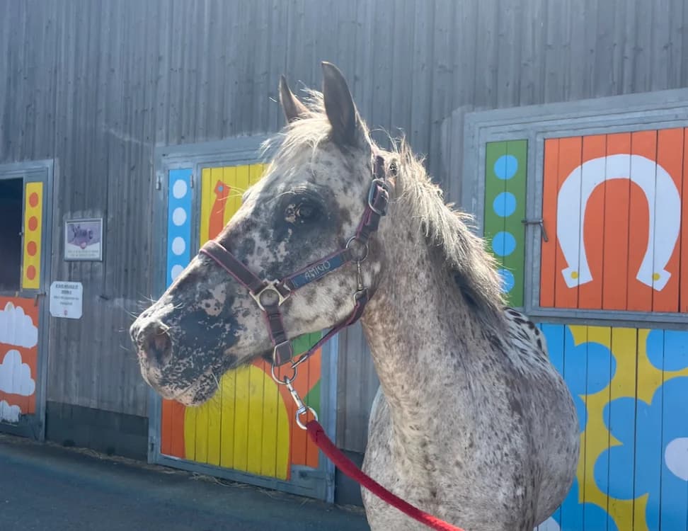 WAKAM, male senior Mixed Breed for adoption at SPA Grand Refuge de Pervenchères, Pervencheres