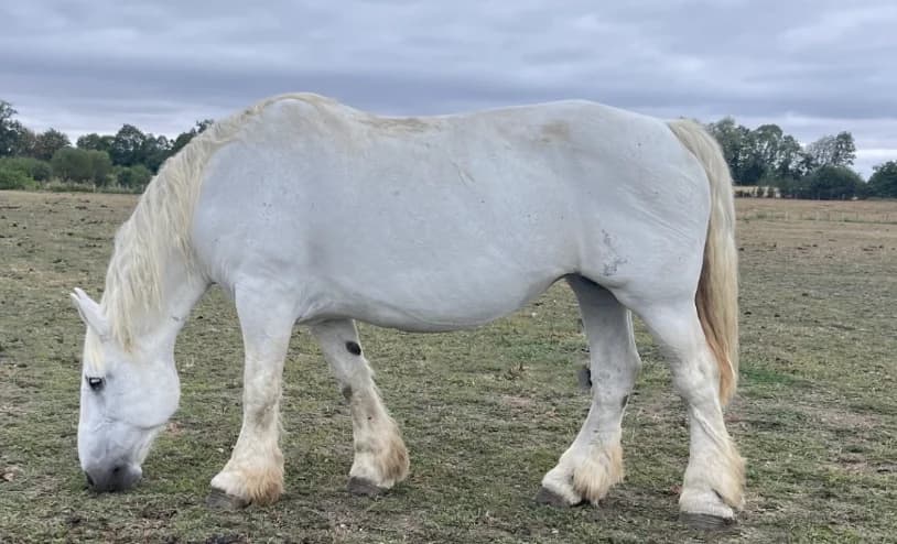 SOUMISE, female senior Mixed Breed for adoption at SPA Grand Refuge de Pervenchères, Pervencheres