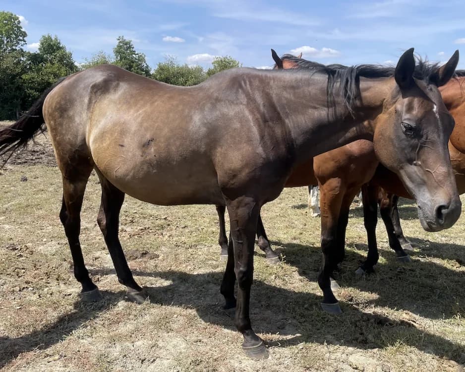 POPIRONE, female senior Mixed Breed for adoption at SPA Grand Refuge de Pervenchères, Pervencheres