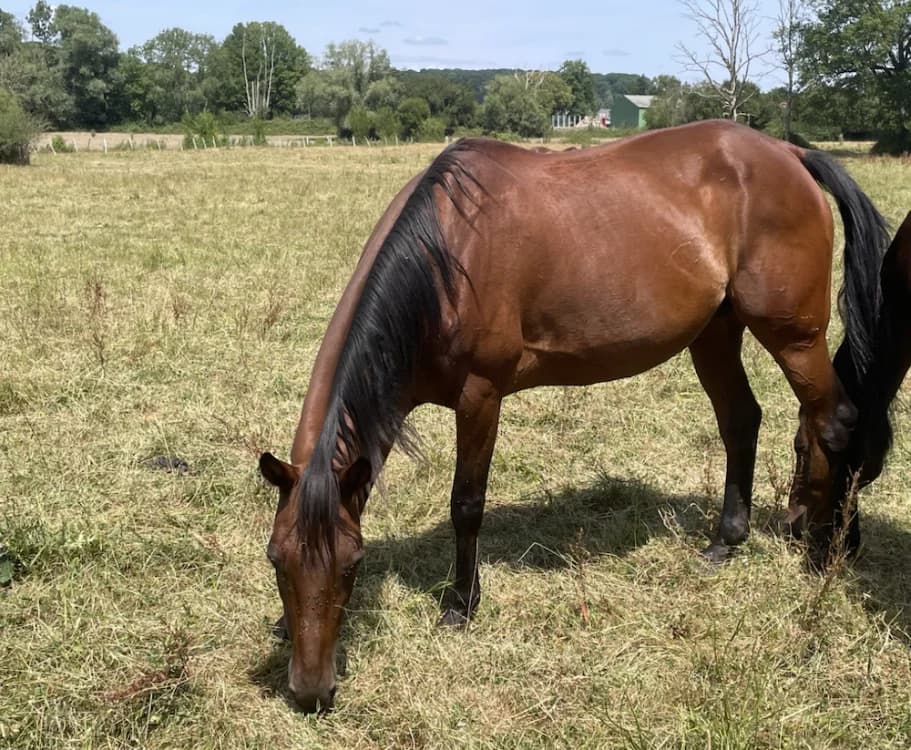 TWISTESS, female senior Mixed Breed for adoption at SPA Grand Refuge de Pervenchères, Pervencheres