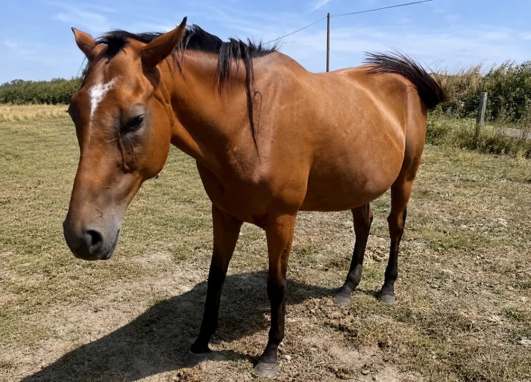LYAVENITA, Mixed Breed (SPA Grand Refuge de Pervenchères)