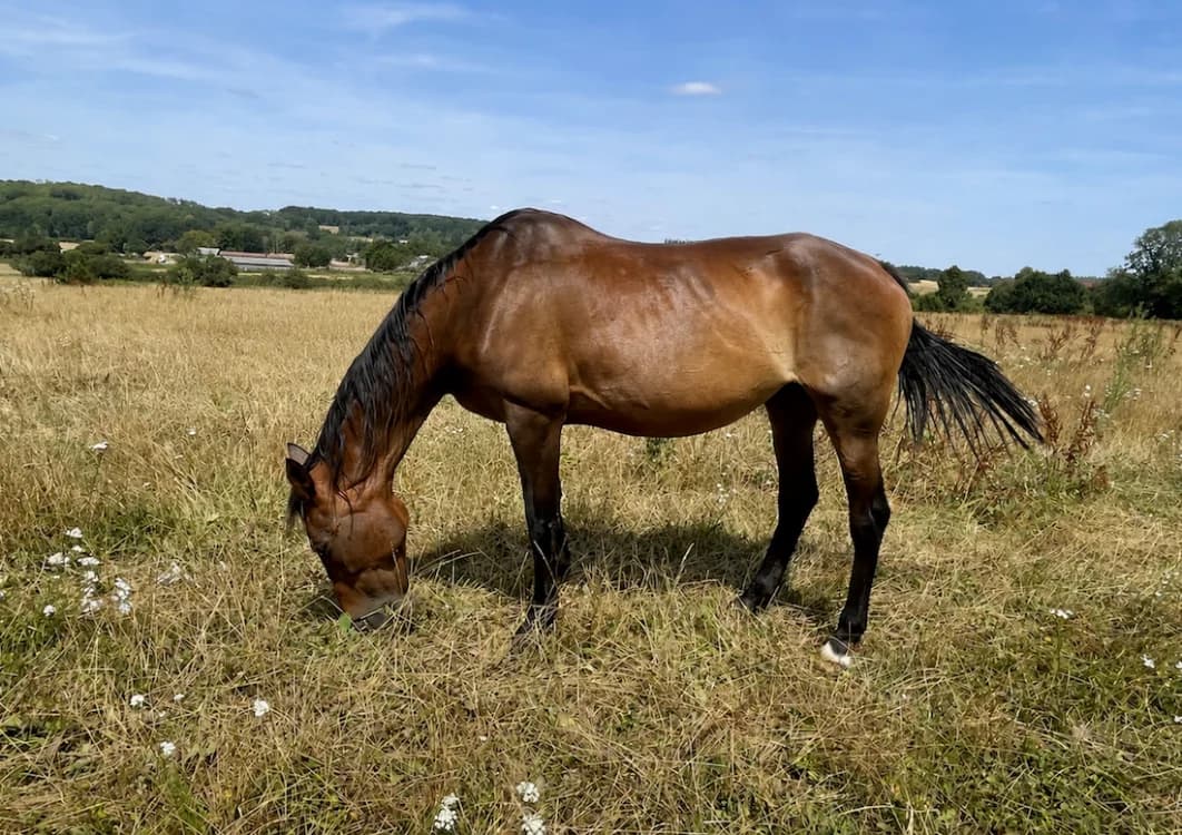 TEA, female senior Mixed Breed for adoption at SPA Grand Refuge de Pervenchères, Pervencheres