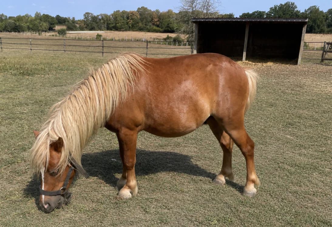 CLOONEY DE BELNOE, male Mixed Breed for adoption at SPA Grand Refuge de Pervenchères, Pervencheres