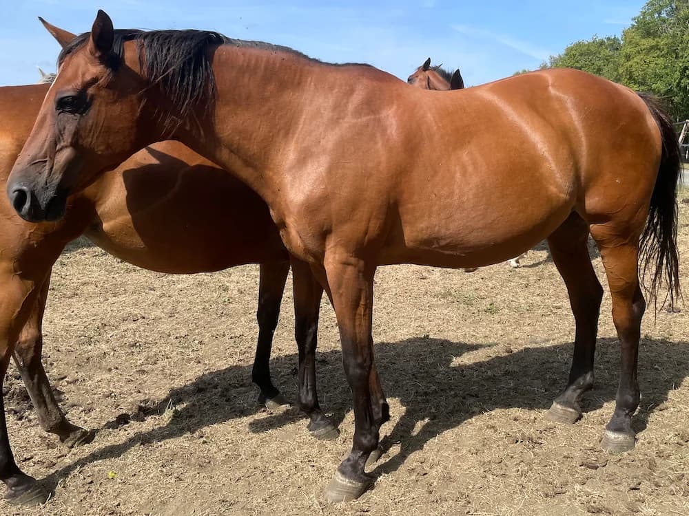 CROOSTIE Z, female Mixed Breed for adoption at SPA Grand Refuge de Pervenchères, Pervencheres