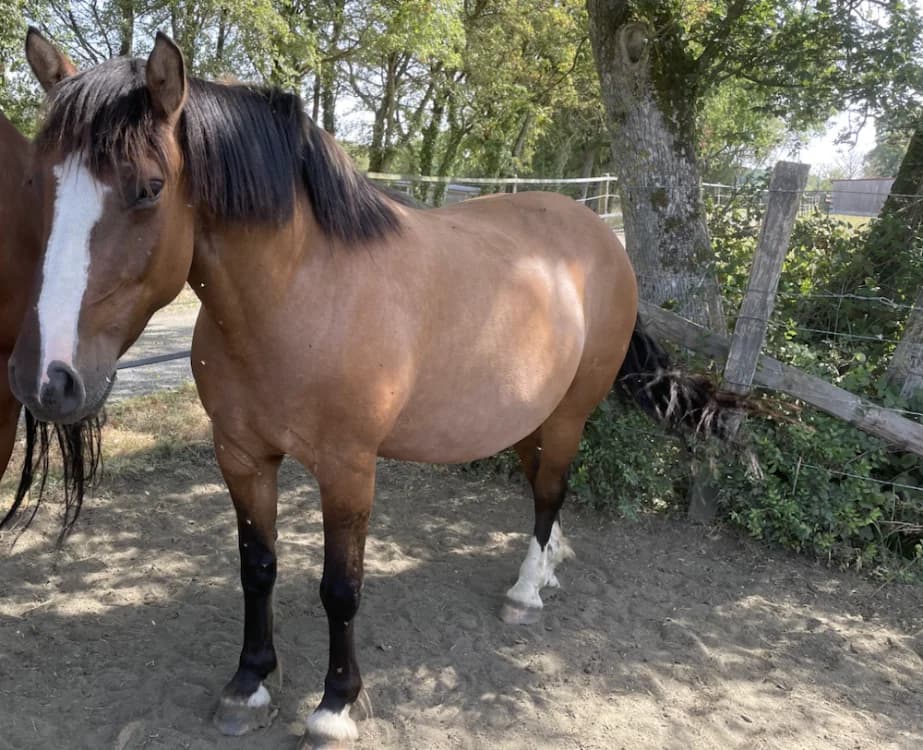 KELIA, female 6yo Mixed Breed for adoption at SPA Grand Refuge de Pervenchères, Pervencheres