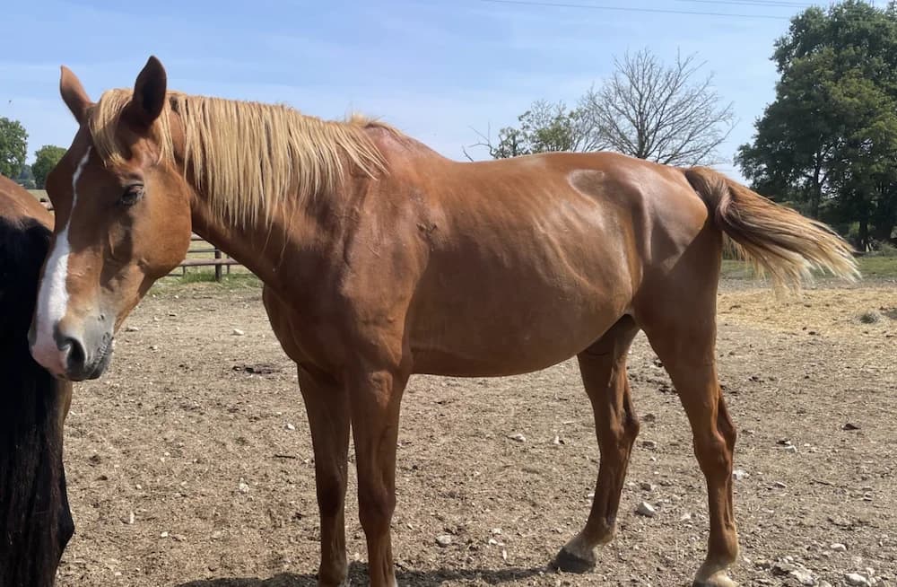 RUBIS DE L'AUMONE, male senior Mixed Breed for adoption at SPA Grand Refuge de Pervenchères, Pervencheres