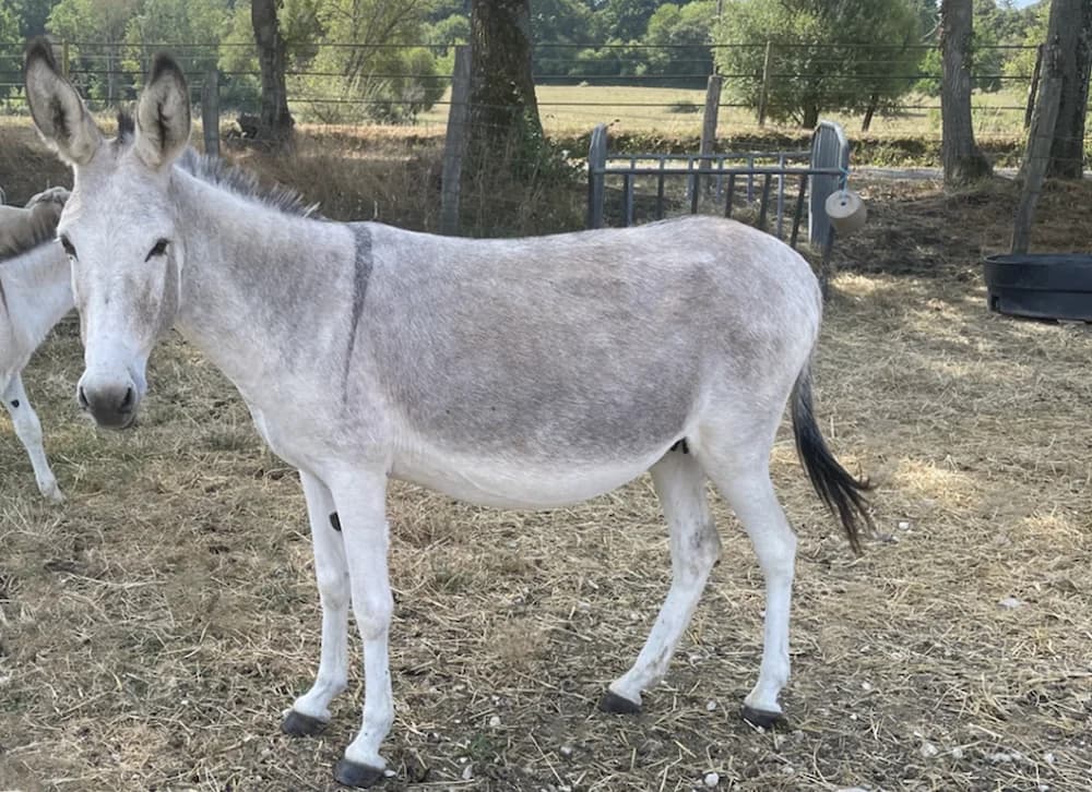 YSANDRE DE BELNOE, female Mixed Breed for adoption at SPA Grand Refuge de Pervenchères, Pervencheres