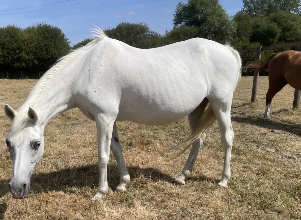 KALILA, female Mixed Breed for adoption at SPA Grand Refuge de Pervenchères, Pervencheres