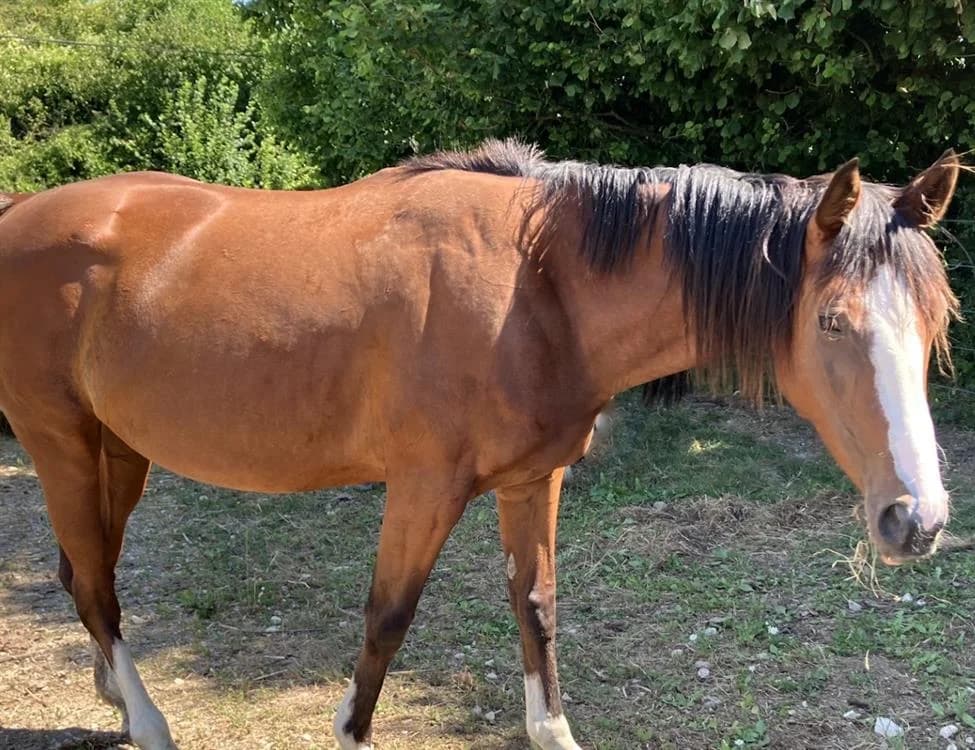 BELINDA, female Mixed Breed for adoption at SPA Grand Refuge de Pervenchères, Pervencheres