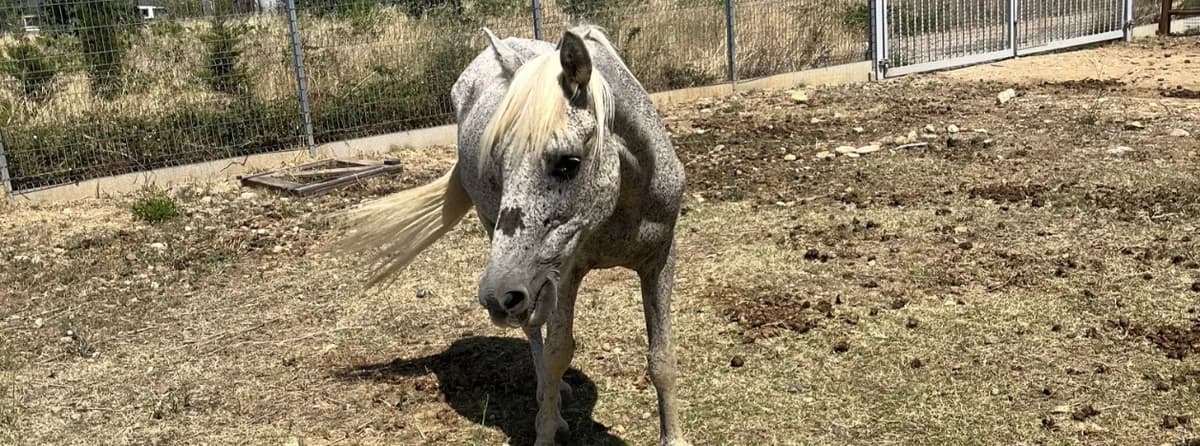 Gabian, Mixed Breed (SPA Grand Refuge de Pervenchères)