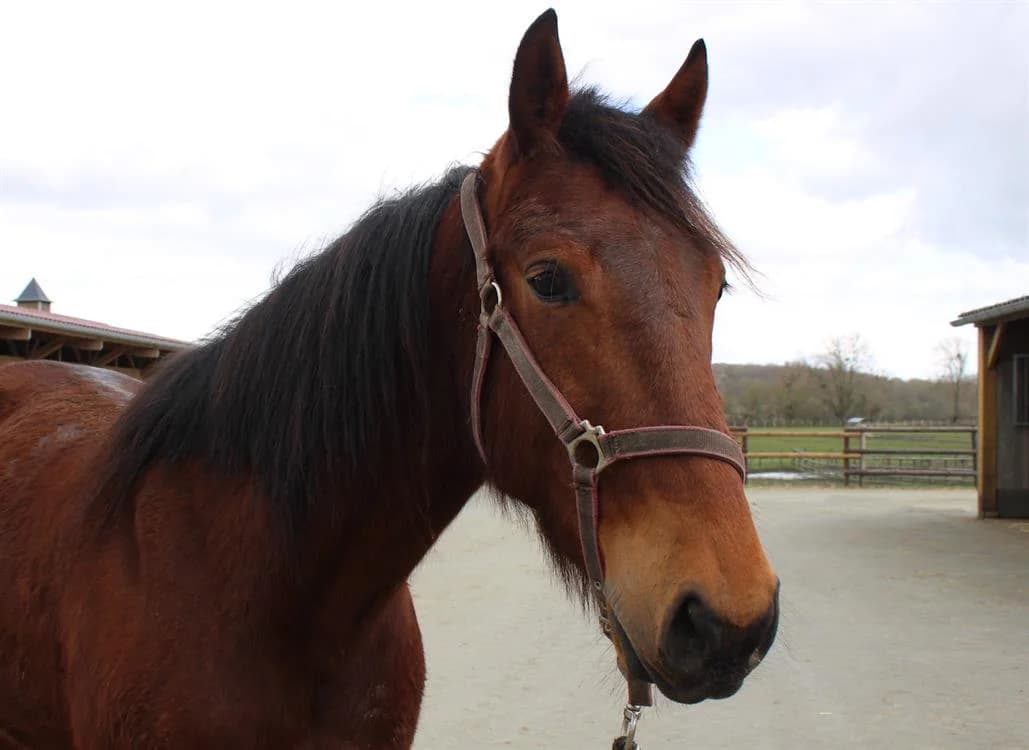 HIS DREAM, male senior Mixed Breed for adoption at SPA Grand Refuge de Pervenchères, Pervencheres