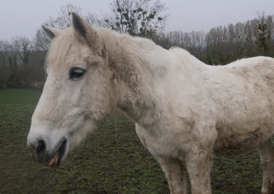 JAKADIE, Mixed Breed (SPA Grand Refuge de Pervenchères)