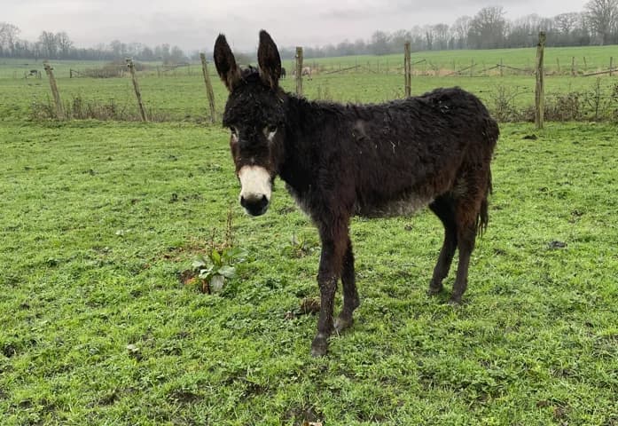 OREAL DE BELNOE, male Mixed Breed for adoption at SPA Grand Refuge de Pervenchères, Pervencheres